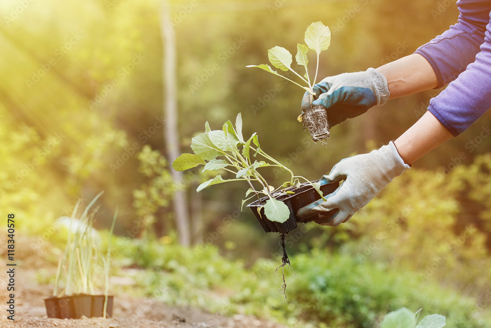 Gardener planting, plowing the broccoli seedlings in