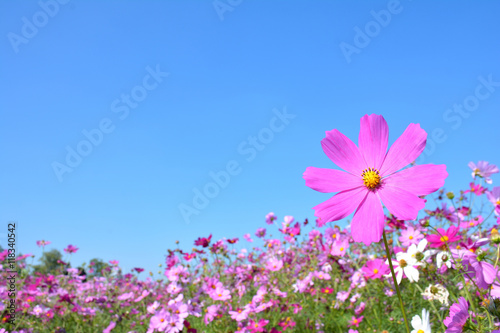 コスモスの花と 青空背景 