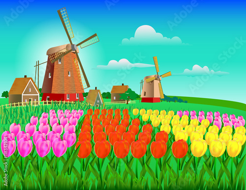 field of tulips in yellow, pink and red flowers with a mill, far