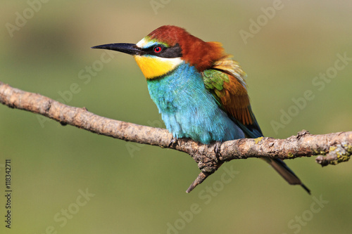 colorful bird on a branch © drakuliren