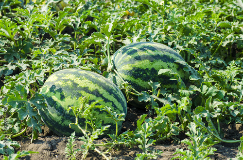 watermelon on the field