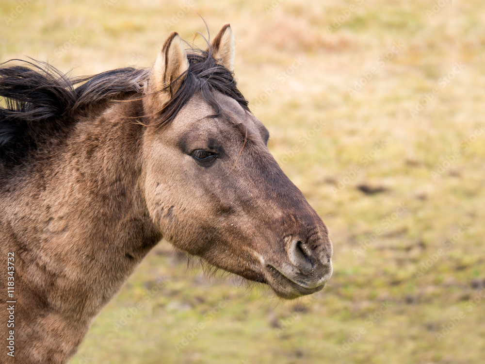 Obraz premium Pferdekopf