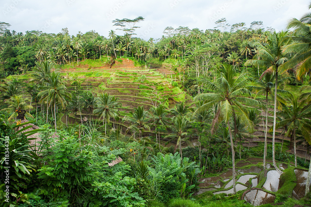 Rice fields in a valley at morning light. Bali