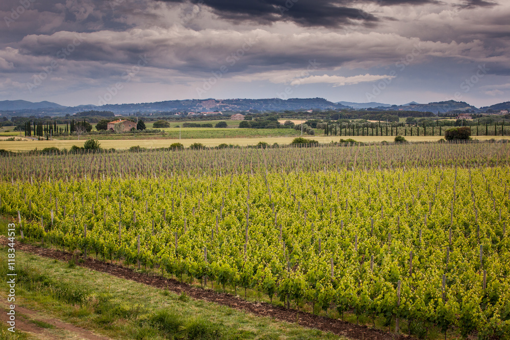 Bolgheri, Tuscany, Italy, Grapes growing in vineyard