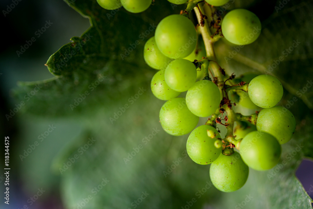 Bolgheri, Tuscany, Italy, Grapes growing in vineyard Bolgheri, Tuscany, Italy, Grapes growing in vineyard