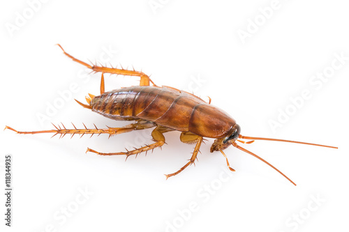Close up cockroach on white © Singha songsak