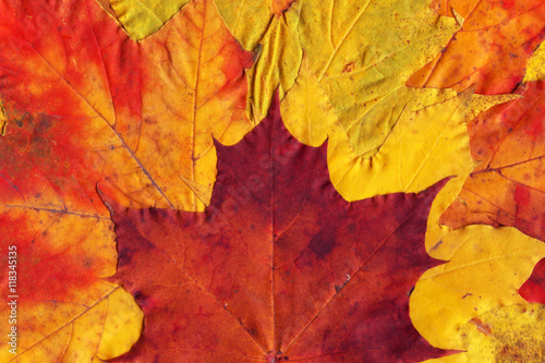 pattern of yellow and red fallen leaves