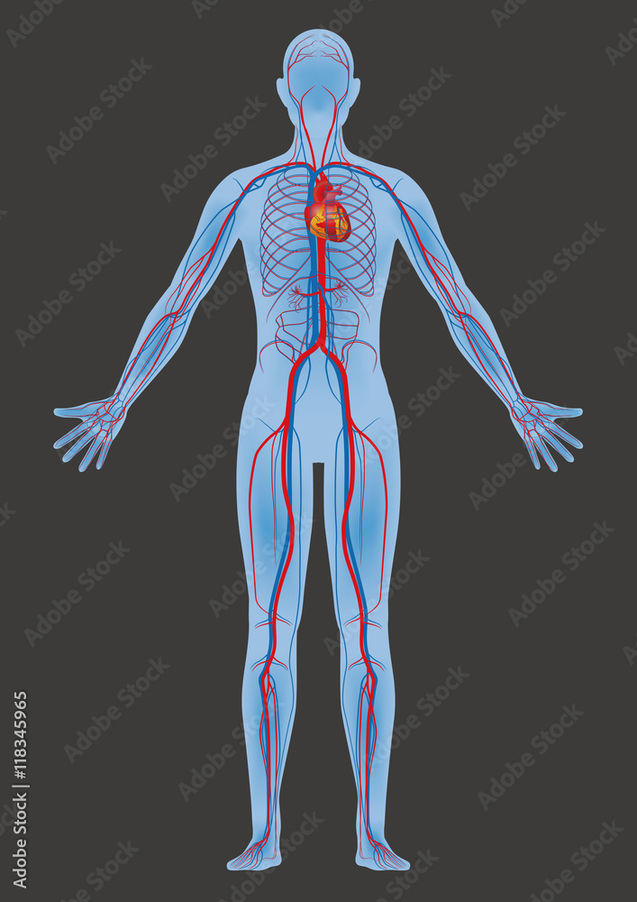 human body and circulatory system, vector diagram human body and circulatory system, vector diagram
