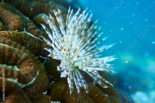 Wallpaper Mural Feather Duster Worm Torontodigital.ca