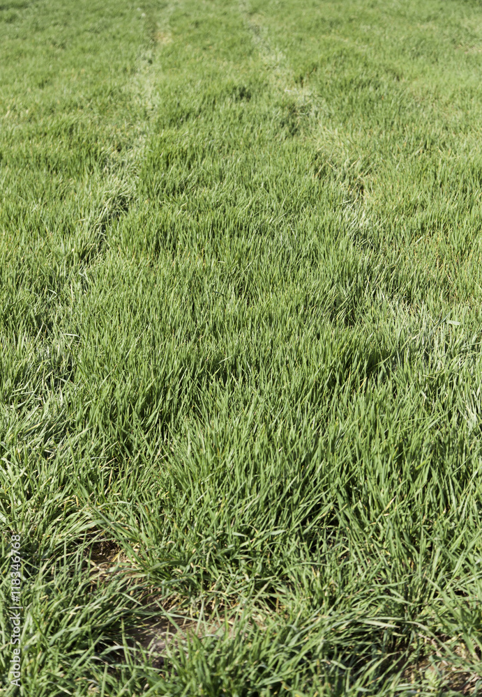 Fototapeta premium Fresh grass field