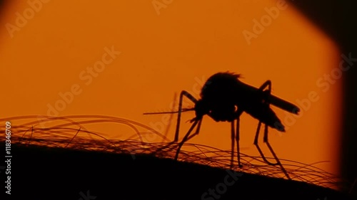 Close-up shot of a mosquito blood sucking on human skin on sun background
