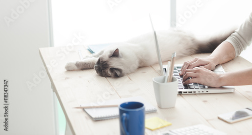 Sleepy cat on a desktop