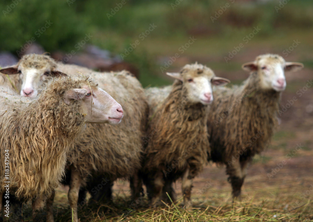 Obraz premium sheep