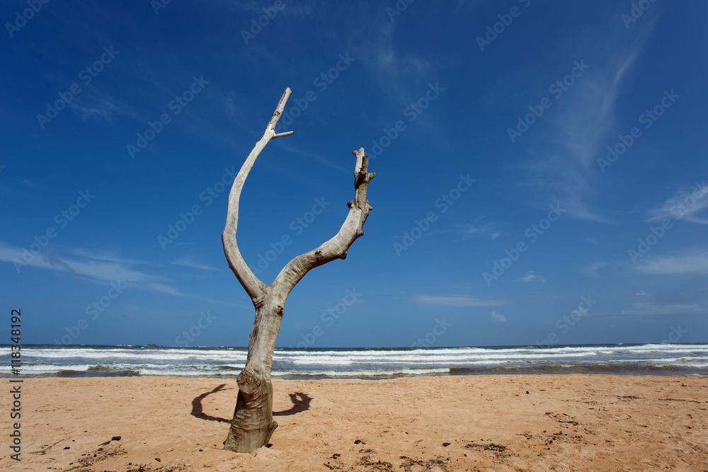 Dead tree on the beach of Balapitiya. Untouched tropical beach. Dead tree on the beach of Balapitiya. Untouched tropical beach.