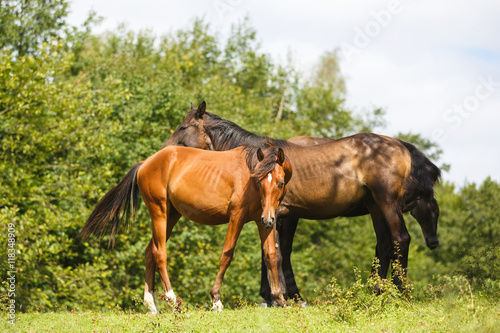 The wild foals © castenoid