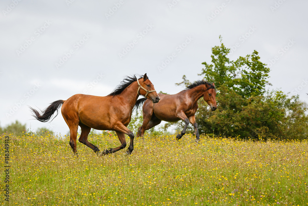 Horses gallop across the meadow Horses gallop across the meadow