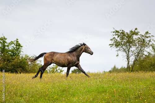 Horse gallop across the meadow © castenoid