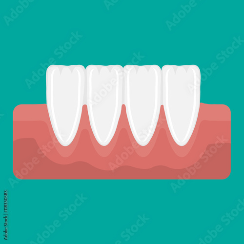 Vector illustration incisor teeth