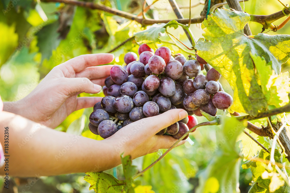 Female farmer holding a large branch of purple grapes. Close-up of hands.