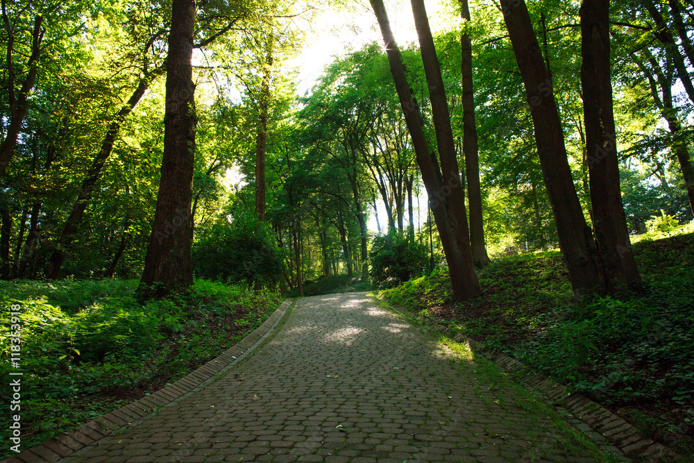Footpath in old summer green city park Footpath in old summer green city park