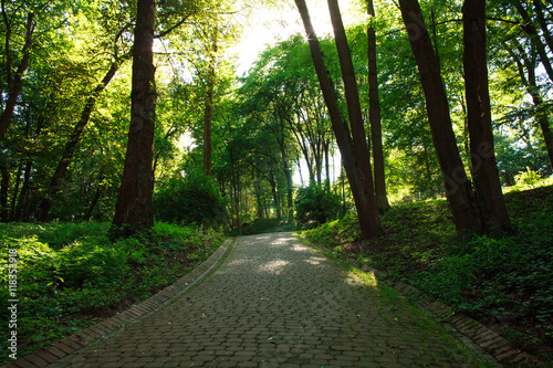 Fototapeta Naklejka Na Ścianę i Meble -  Footpath in old summer green city park