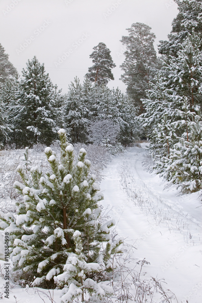 Obraz premium winter Forest