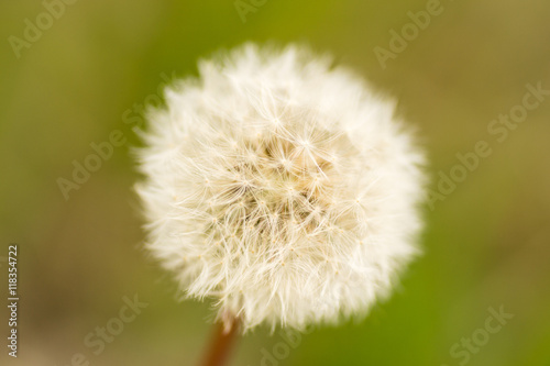 dandelion