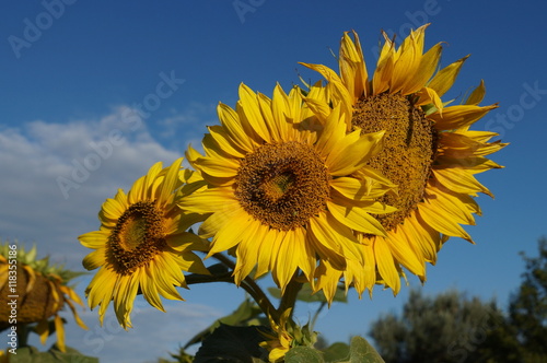  Flower sunflower bloom on a field of sunflowers