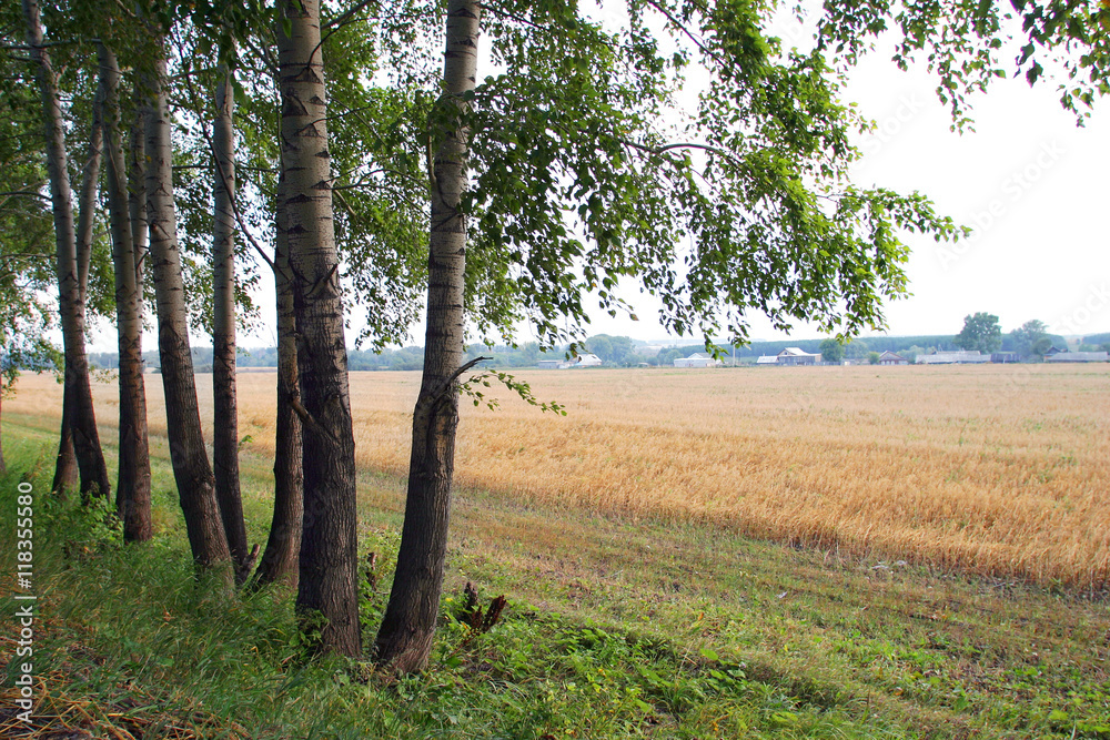 Fototapeta premium field