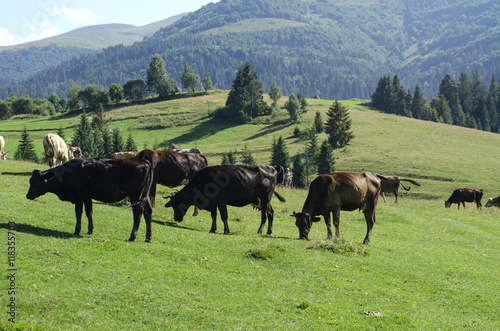 herd of cows grazing on a beautiful meadow of the Ukrainian Carpathians