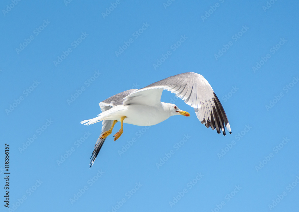 Seagull is flying and soaring over blue sea. Seagull is flying and soaring over blue sea.