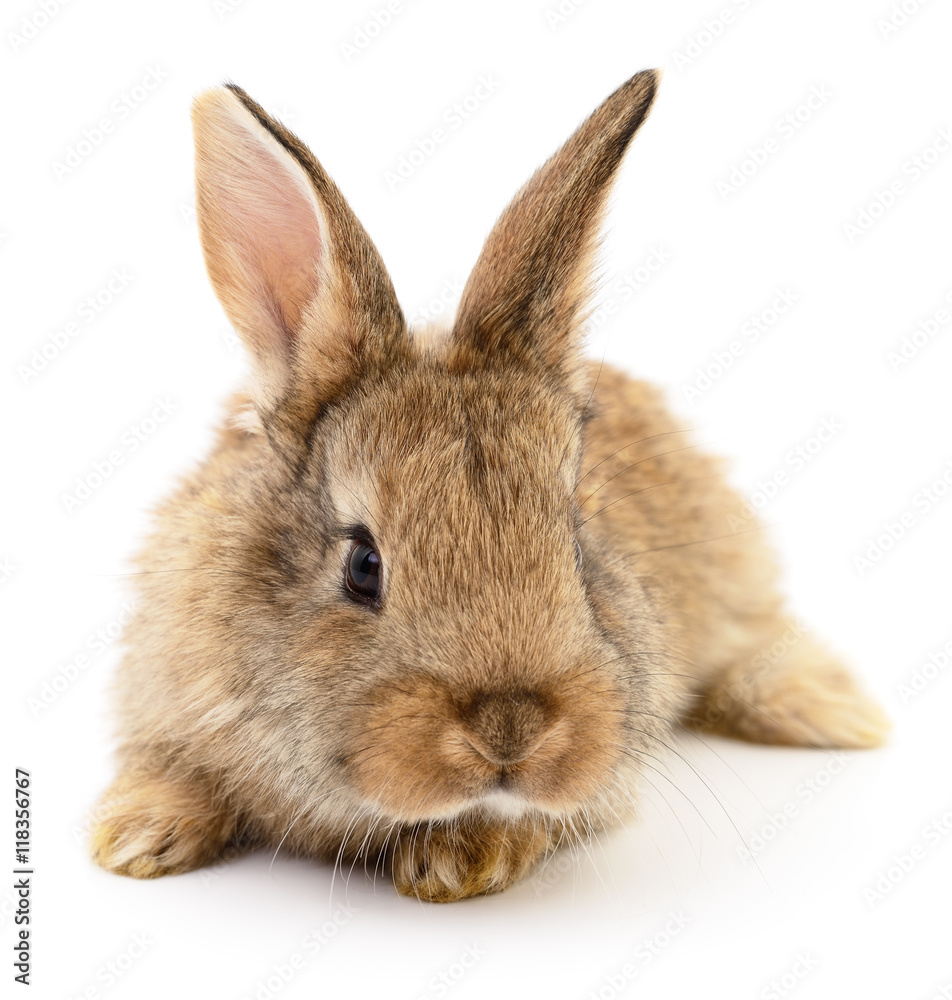 Brown rabbit on white. Brown rabbit on white.