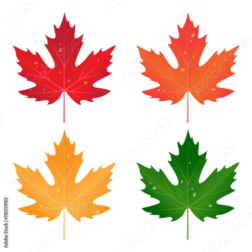 set of colored vector maple leaves with drops of water