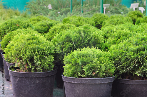 Rows of green seedlings of juniper with black spherical pots on the market close up.
