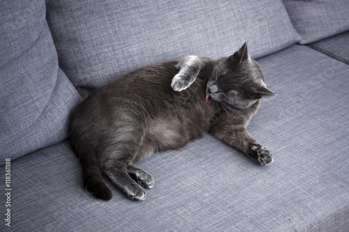 A gray cat cleaning itself on a gray couch.