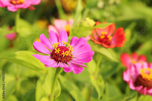 Beautiful spring flowers in the garden