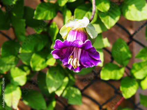 Cobaea scandens (Mexican ivy, monastery bells, cathedral bells, cup-and-saucer wine).  photo