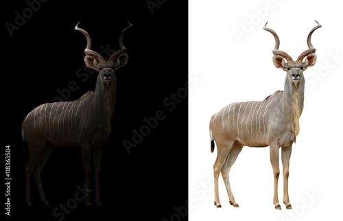 greater kudu in the dark and white background photo
