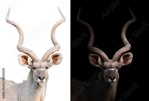 greater kudu in the dark and white background © anankkml