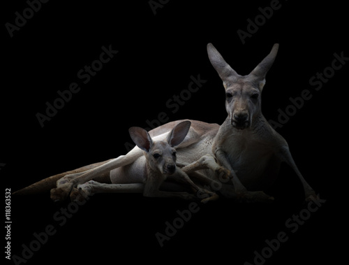kangaroo in the dark