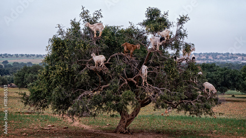 Goats in argan tree, Essaouira, Morocco photo