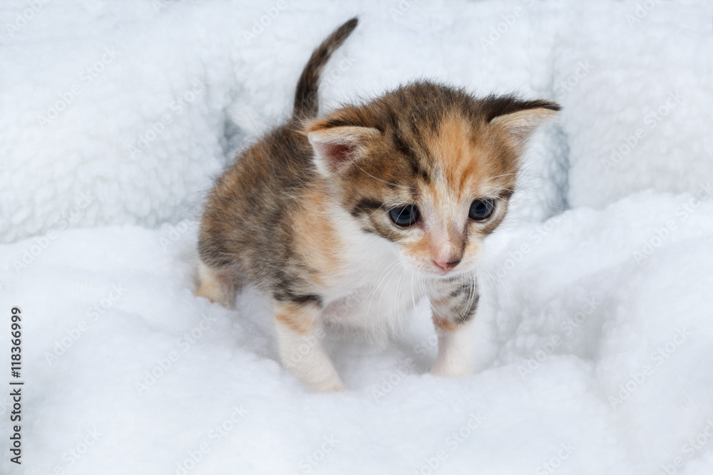 Curious little tricolor kitten on a soft blanket. Adorable baby cat trying to walk.