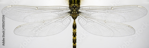 Macro of dragonfly wings and body isolated on white background.