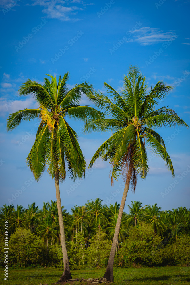 Coconut palm trees on blue sky with cloud background.
