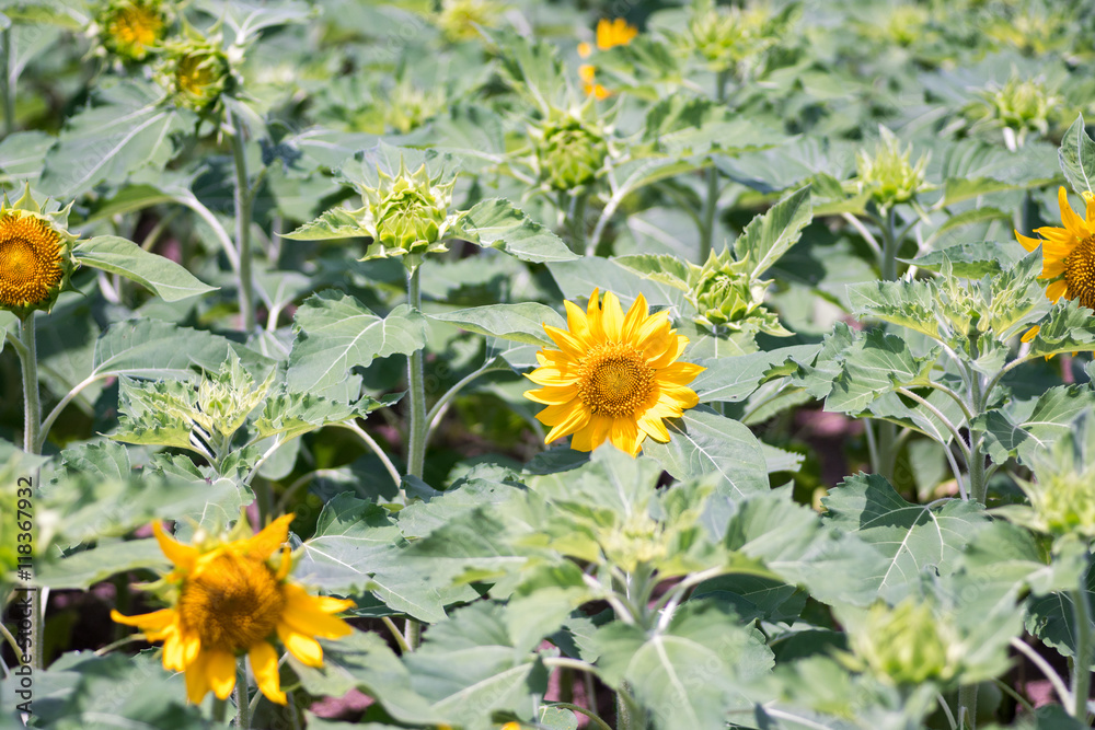 sunflower at nagai park,osaka,japan sunflower at nagai park,osaka,japan