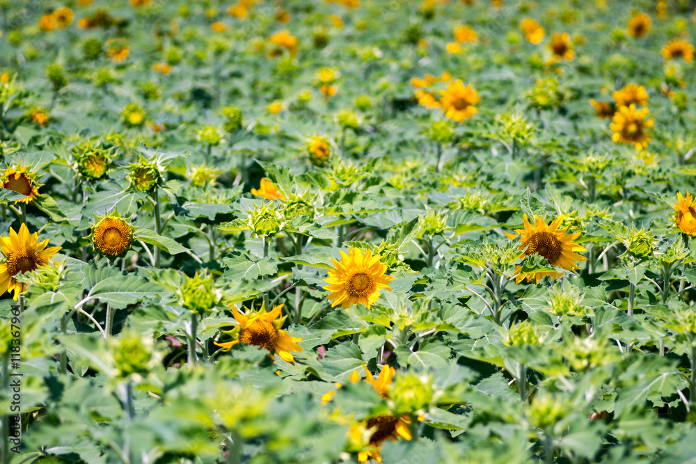 sunflower at nagai park,osaka,japan