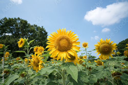 sunflower at nagai park,osaka,japan photo