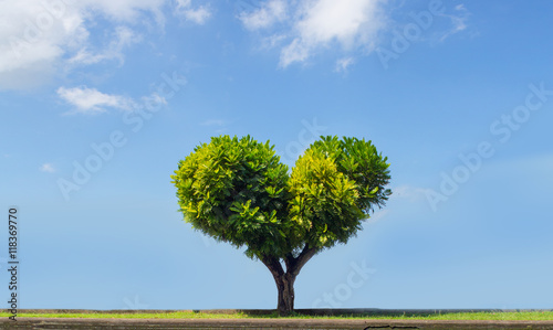 Valentine tree  love concept  heart shape over clear sky