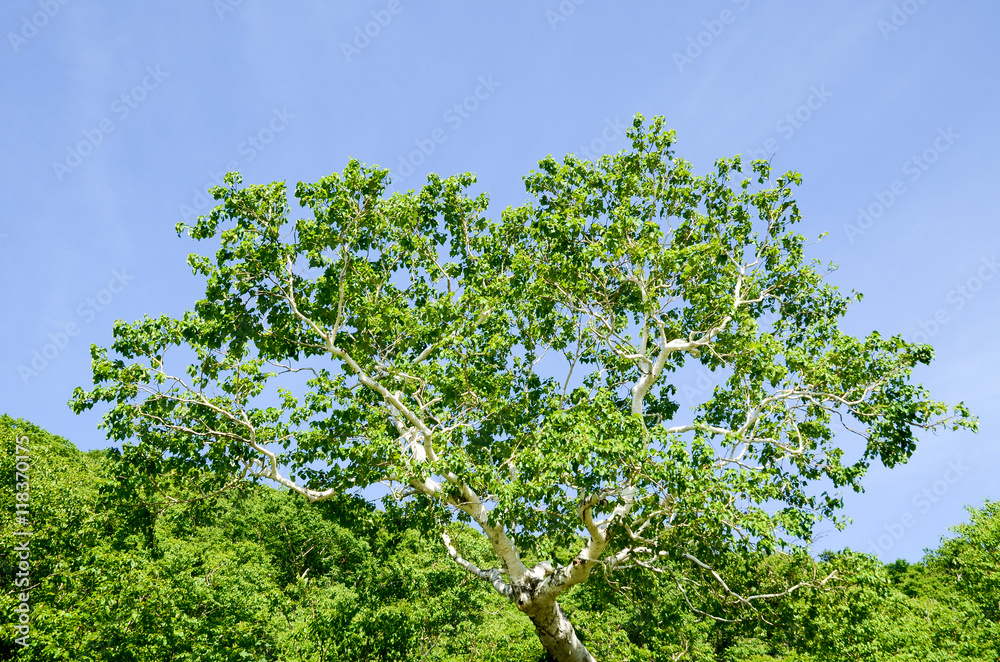 白い幹の木