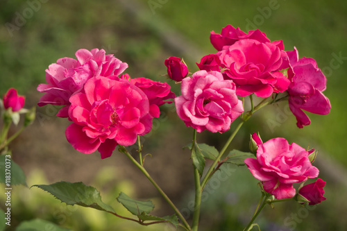 Rote Rosen im Rosenbeet © Angela Rohde